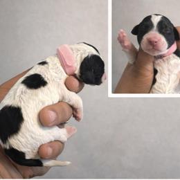 Celeste - Parti female Poodle puppy in Corona, California from Garden Of Poodles