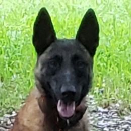Zor  - Belgian Malinois