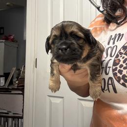 Girl 5 - Sable female Shih Tzu puppy in Boiling Springs, South Carolina from Sherry Whiteside's Shih Tzus