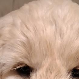 Goldendoodles and Labradoodles from Caldron Falls Doodles and Poodles