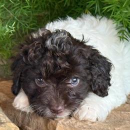 Mocha - Chocolate and white male Havapoo puppy in Lancaster, South Carolina from 3 Bs Havanese-PUPPIES with  PURPOSE