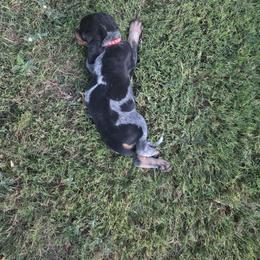 Bluetick Coonhound Puppies from Candra Bessent