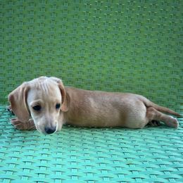 Gabby - Red female Dachshund puppy in Buckeye, Arizona from AZ Dachshund Proud