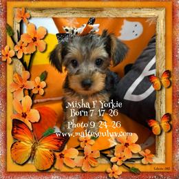 Misha F Yorkie - Black and gold female Yorkshire Terrier puppy in Silverhill, Alabama from Malteseuluv’s Tiny Treasurers