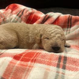 Luka - Apricot male Goldendoodle puppy in Warren, Michigan from Annette Patterson