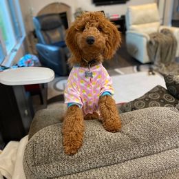 Goldendoodle Puppies from Northwoods Goldendoodles