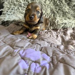Dachshund Puppies from EntityDachs