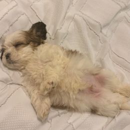 Shih Tzu puppies from Paola Martinez