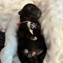 Diamond - Black and white female Shihpoo puppy in Mahtomedi, Minnesota from Winona’s Legacy