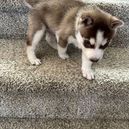 Siberian Husky Puppies from Hito's Huskies