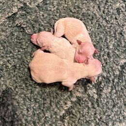 Miss pipers only Boy - Apricot male Maltipoo puppy in Cottondale, Florida from Pat’s precious puppies
