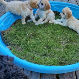 Poodle Puppies from Heavenly Standards Washington