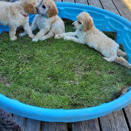 Poodle Puppies from Heavenly Standards Washington