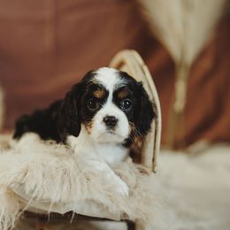 Cavalier King Charles Spaniel and Cavapoo Puppies from The Cav Family