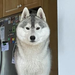 Siberian Huskies from Grove’s Siberian Huskies