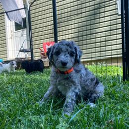 Firecracker - Merle male Goldendoodle puppy in Eaton, Ohio from Dezi’s Sonshine Doodles