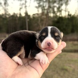 Nori (Financing Available) - Black and white female American Corgi puppy in Inverness, Florida from Canaan Farm Corgis