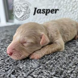 Jasper - Cream male Goldendoodle puppy in Chattanooga, Tennessee from Hilltop Cuddle Pups