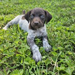 German Shorthaired Pointer Puppies from Erin McGhee
