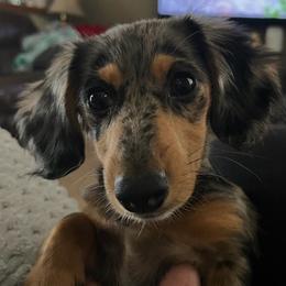 Daphne - Dachshund