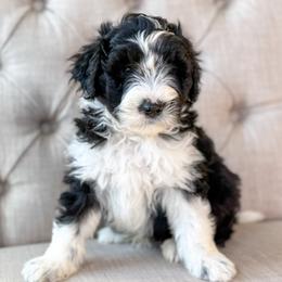 Pumpkin Pie🧡 - Black and white male Aussiedoodle puppy in Granbury, Texas from Triple Cross Doodles