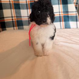 Wicked Witch - Parti female Poodle puppy in Luana, Iowa from Country View Bernedoodles and Goldendoodles