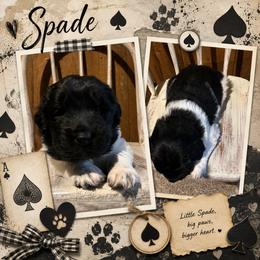Spade - White and black male Newfoundland puppy in North Manchester, Indiana from Gables Homegrown Pawprints