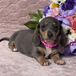 Stella - Gray (blue) and cream female Dachshund puppy in Lincoln, Arkansas from Red Dirt Dachshunds