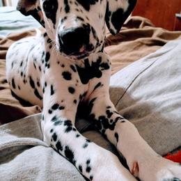 Dalmatian and Poodle Puppies from Leah Reeves