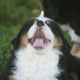 Bernese Mountain Dog Puppies from Lonesome Pine Farm