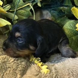 Charlie - Black and tan male Dachshund puppy in Paris, Texas from Michel Creek Kennel