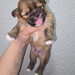 Grumpy - Red and tan male Shih Tzu puppy in Cabot, Arkansas from Borderland's Kennel