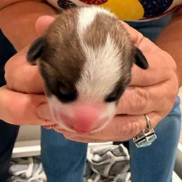 Yellow girl - Red female Pembroke Welsh Corgi puppy in Woodinville, Washington from Heatherland Corgis