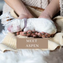 Aspen - Fawn and white Sheepadoodle puppy in North Carolina from Nomad's Doodles