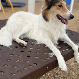 Collies, Old Time Scotch Collies, and Scottish Collies from Bonnie Brae Collies