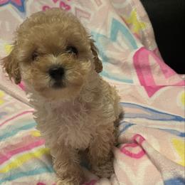 Dior 2300 - Apricot female Poodle puppy in Gastonia, North Carolina from Dynasty Kennel
