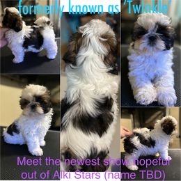 Shih Tzu Puppies from Alki Stars Shih Tzu