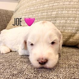 Joe - Parti female Goldendoodle puppy in Glendale, Arizona from Follow Your Bliss Doodles