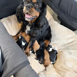 Cavalier King Charles Spaniel Puppies from 5dubs Cavaliers