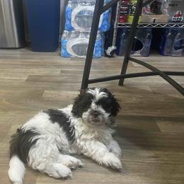 Shih Tzu Puppies from TACG