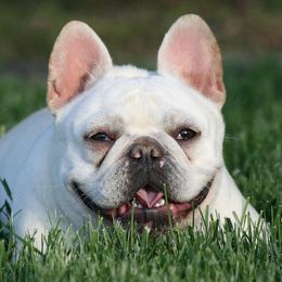 Layla - French Bulldog