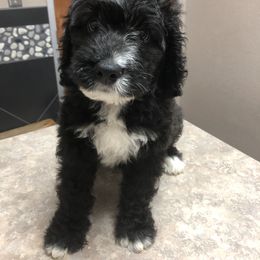 Bernedoodle and Goldendoodle Puppies from Heartfelt GoldenDoodles