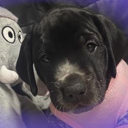 Purple collar 1 - Black roan female German Shorthaired Pointer puppy in Hardeman County, Tennessee from Howell Farm GSP