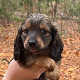 Dachshund Puppies from Sweet Sausages