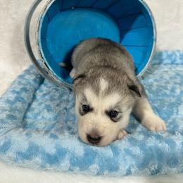 Lynx - Gray and white male Siberian Husky puppy in Collins, Iowa from Homegrown Huskies