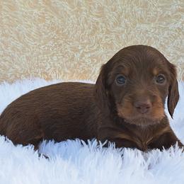 2500..Cruze - Chocolate and tan male Dachshund puppy in Winter Haven, Florida from Gateway 2 Little Paws