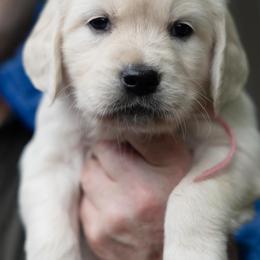 Golden Retrievers from East Bay Golden Retrievers