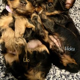 Yorkshire Terrier Puppies from Cutest AKC AZ Yorkies