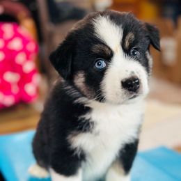 Sadie - Black tri female Miniature Australian Shepherd puppy in Luling, Texas from Little Wood Toy and Mini Aussies
