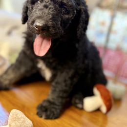 Nova - Tri-color female Bernedoodle puppy in Lookout, California from Remington Kennels, LLC